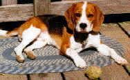 Fibrocystic Breast dog