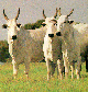 fibrocystic cattle